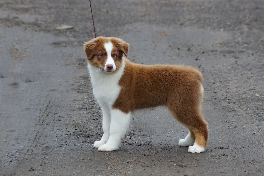 австралийская овчарка щенки купить ярославль
