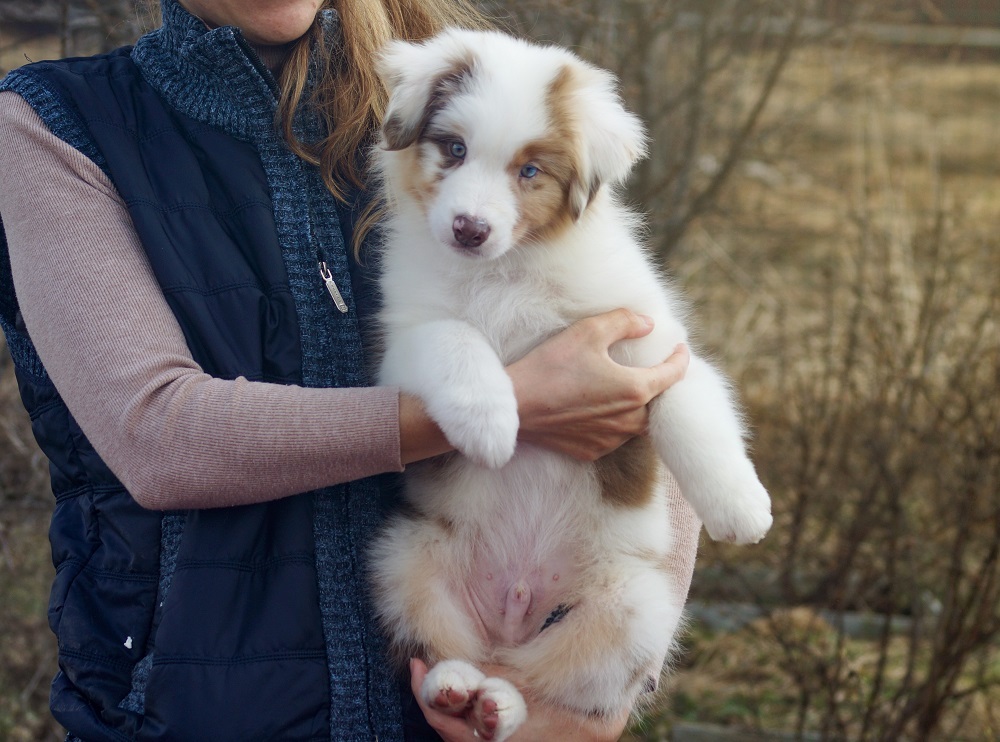 купить щенка мрамор