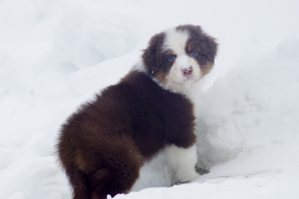 купить щенка австралийской овчарки