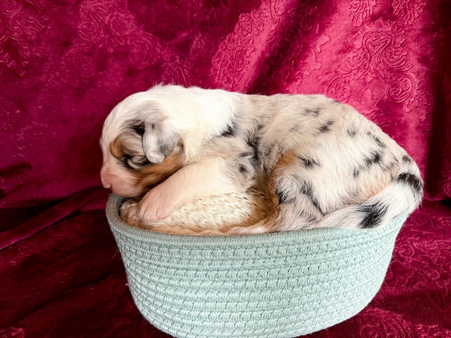 австралийская овчарка голубой мрамор с длинным хвостом