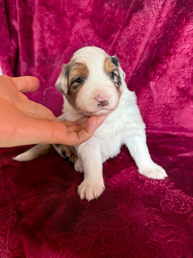 аусси длинный хвост