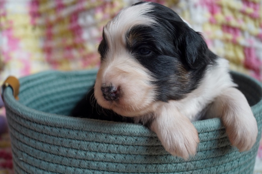 купить щенка аусси москва