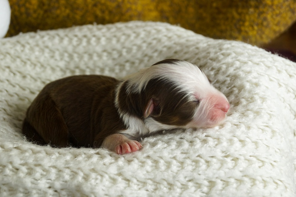 австралийская овчарка