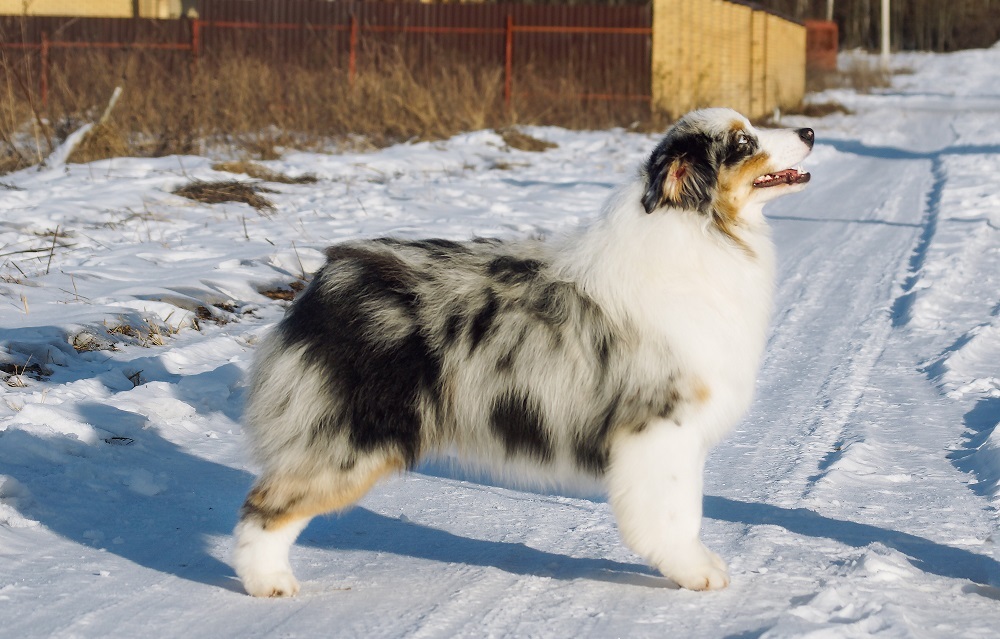 siyaniesputnika yaki da